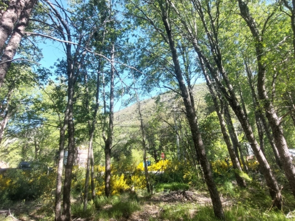 PANGUE PROPIEDDES SHANGRILA (15)
